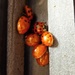 Ladybugs by gabis