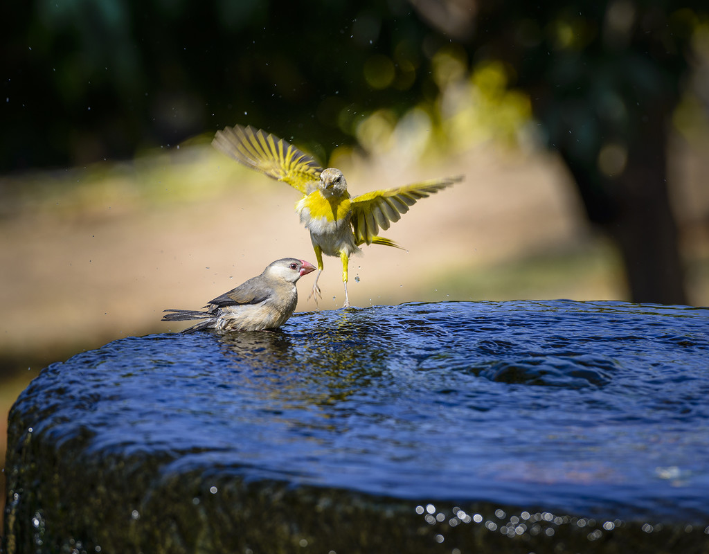 Visitors At the Bird Bath  by jgpittenger