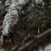 Frozen, Again by sarahsthreads