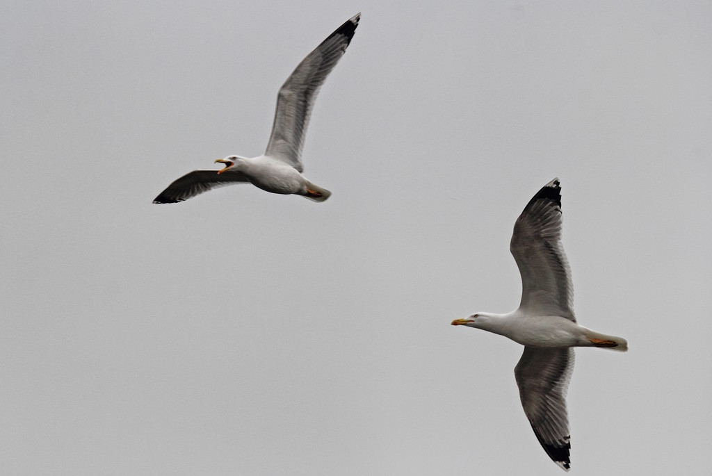 Two gulls by spectrum