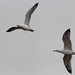 Two gulls by spectrum