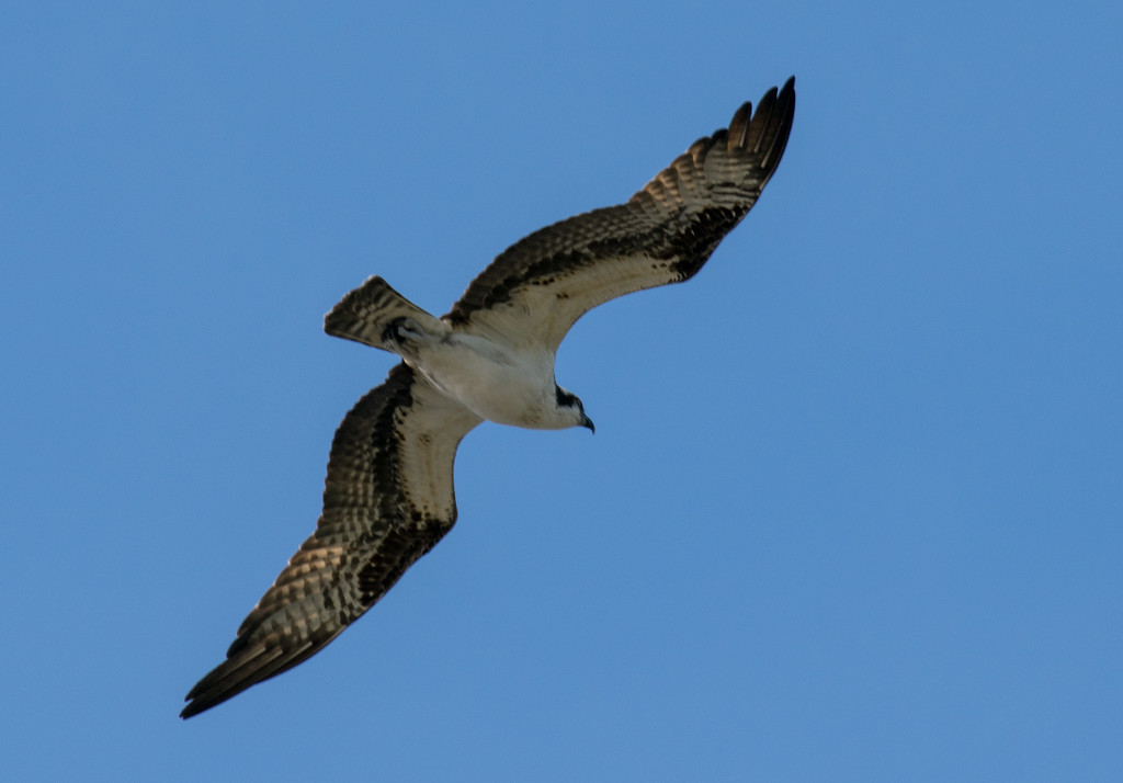Osprey in the Blue! by rickster549