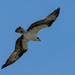 Osprey in the Blue! by rickster549