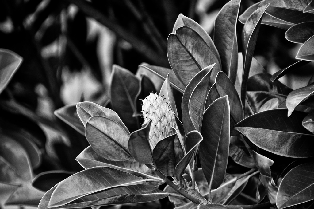 magnolia seed cone by annied