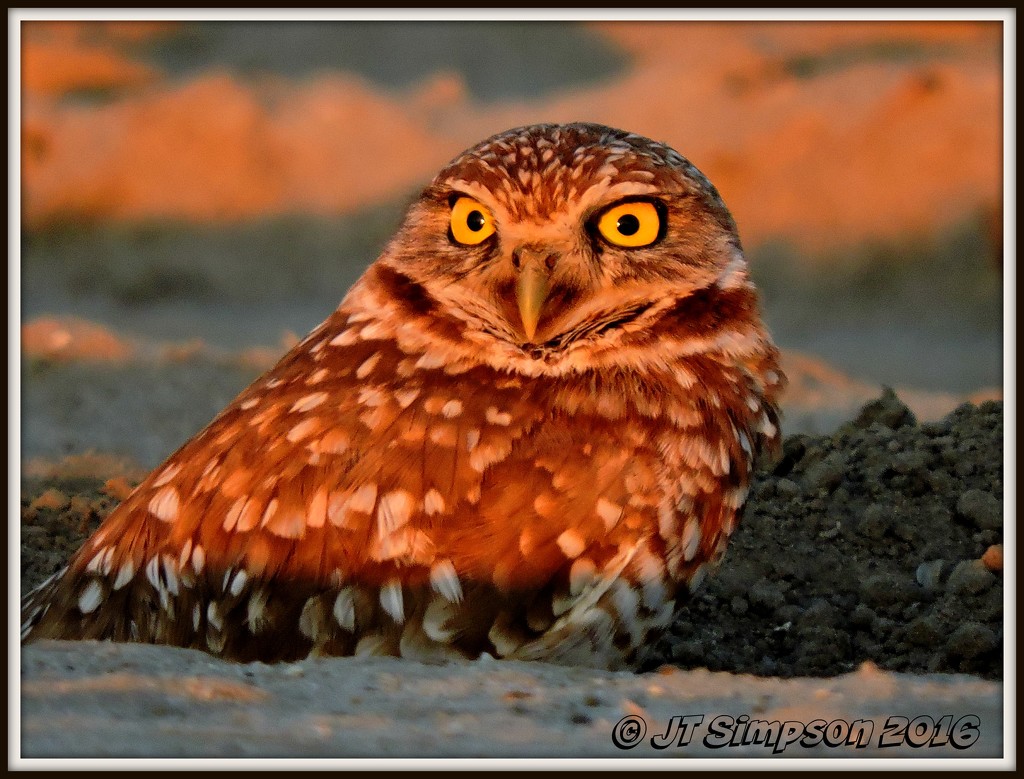Burrowing Owl on the lookout by soylentgreenpics