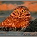 Burrowing Owl on the lookout by soylentgreenpics
