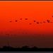Sandhill Cranes  in a Sunset Swirl... by soylentgreenpics