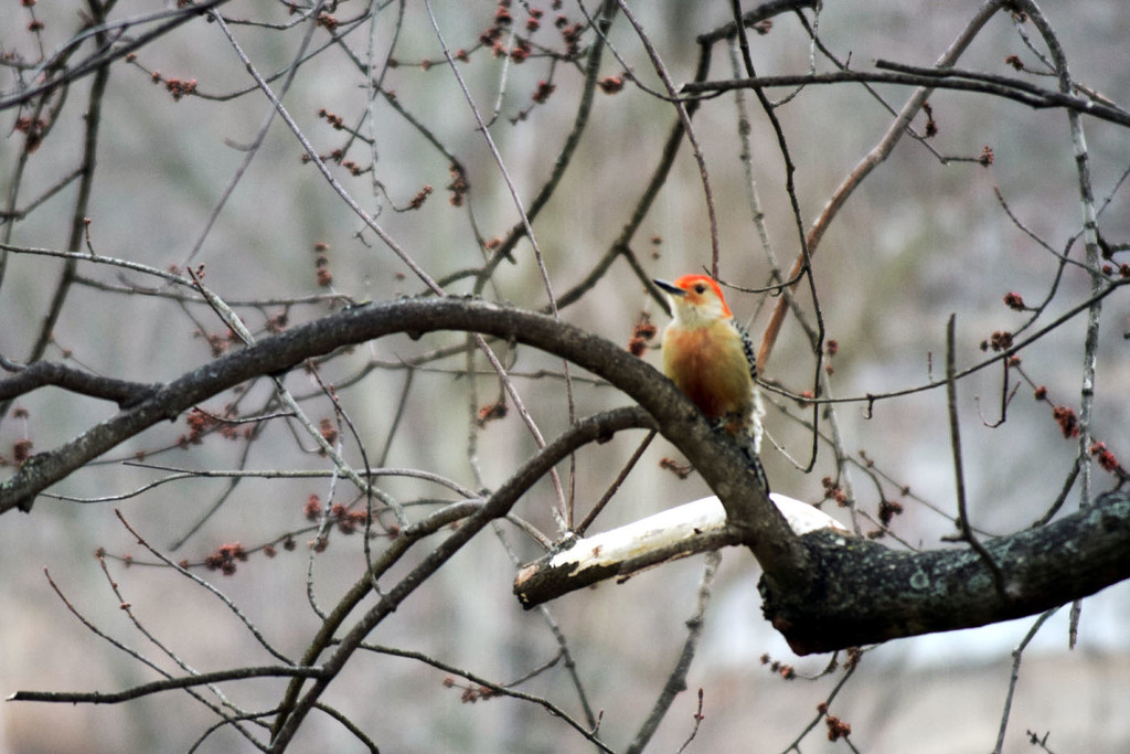 Red-bellied Woodpecker by dsp2
