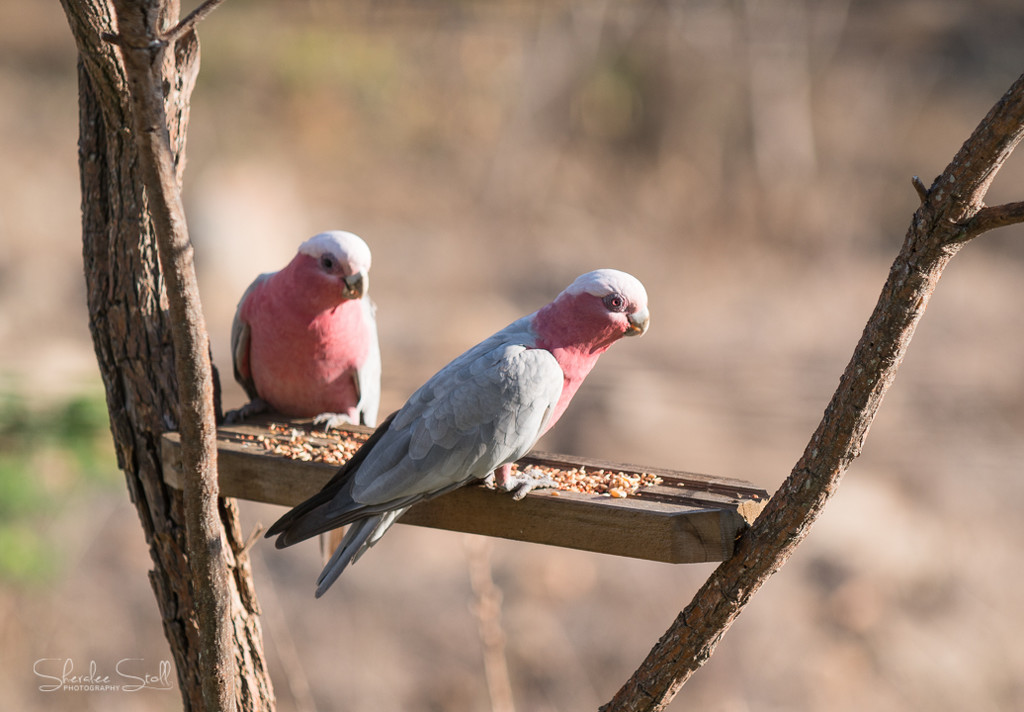 Just a couple of galahs by bella_ss