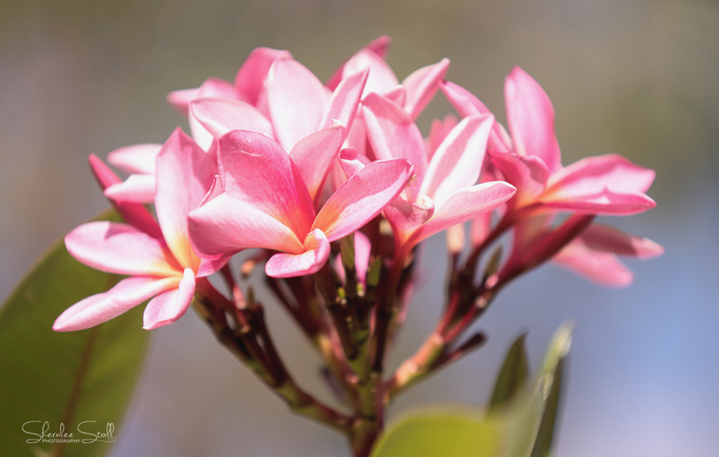 Pink frangipani by bella_ss