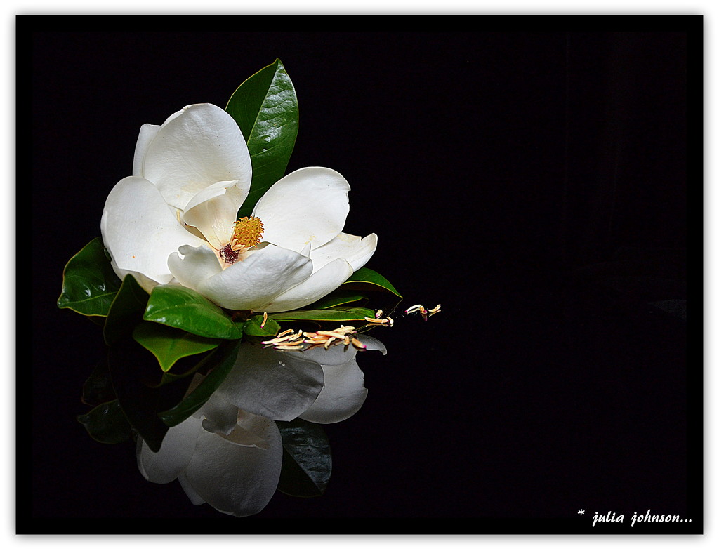 Out of Season Magnolia.... Little Gem.. by julzmaioro