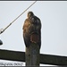 Polarizing Hawk by soylentgreenpics