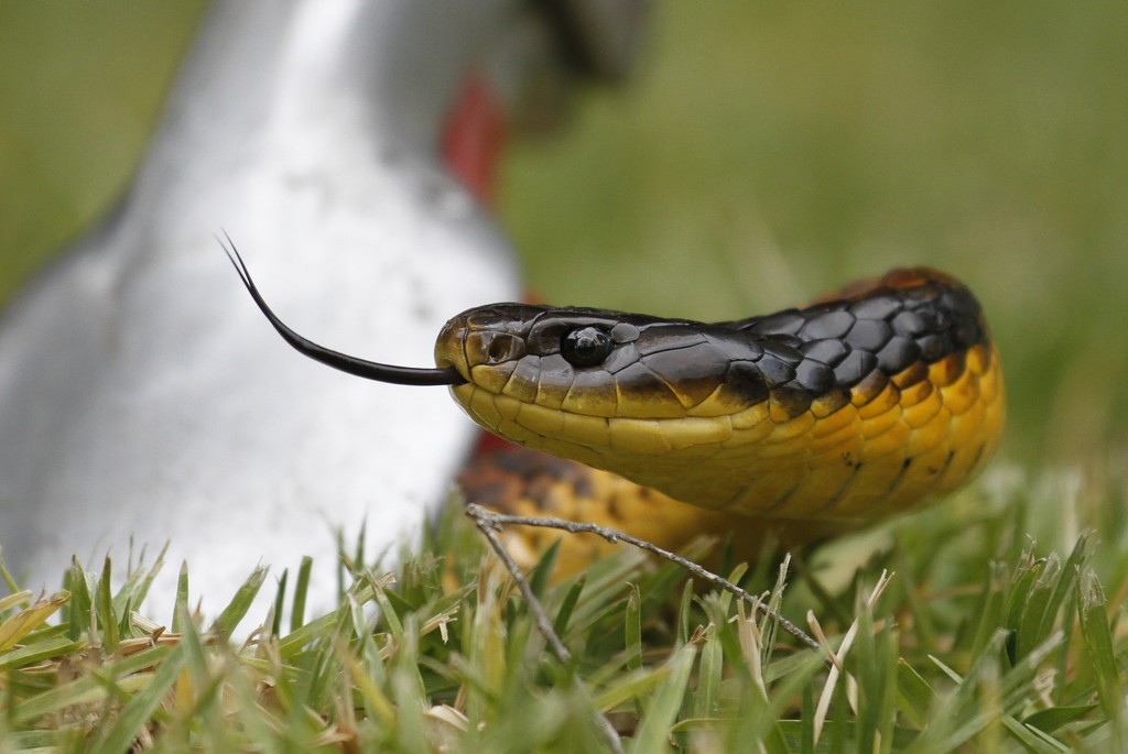 A snake in the grass by jodies