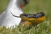 18th Feb 2016 - A snake in the grass