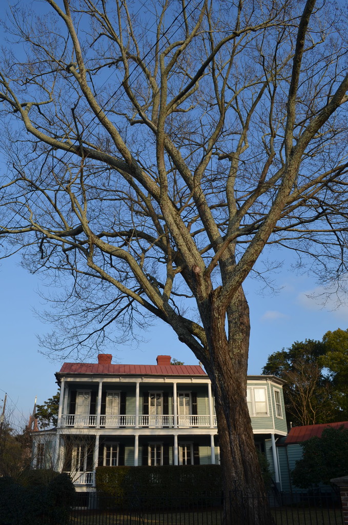 Elm tree in winter and old Charleston house in the historic district by congaree