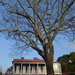 Elm tree in winter and old Charleston house in the historic district by congaree