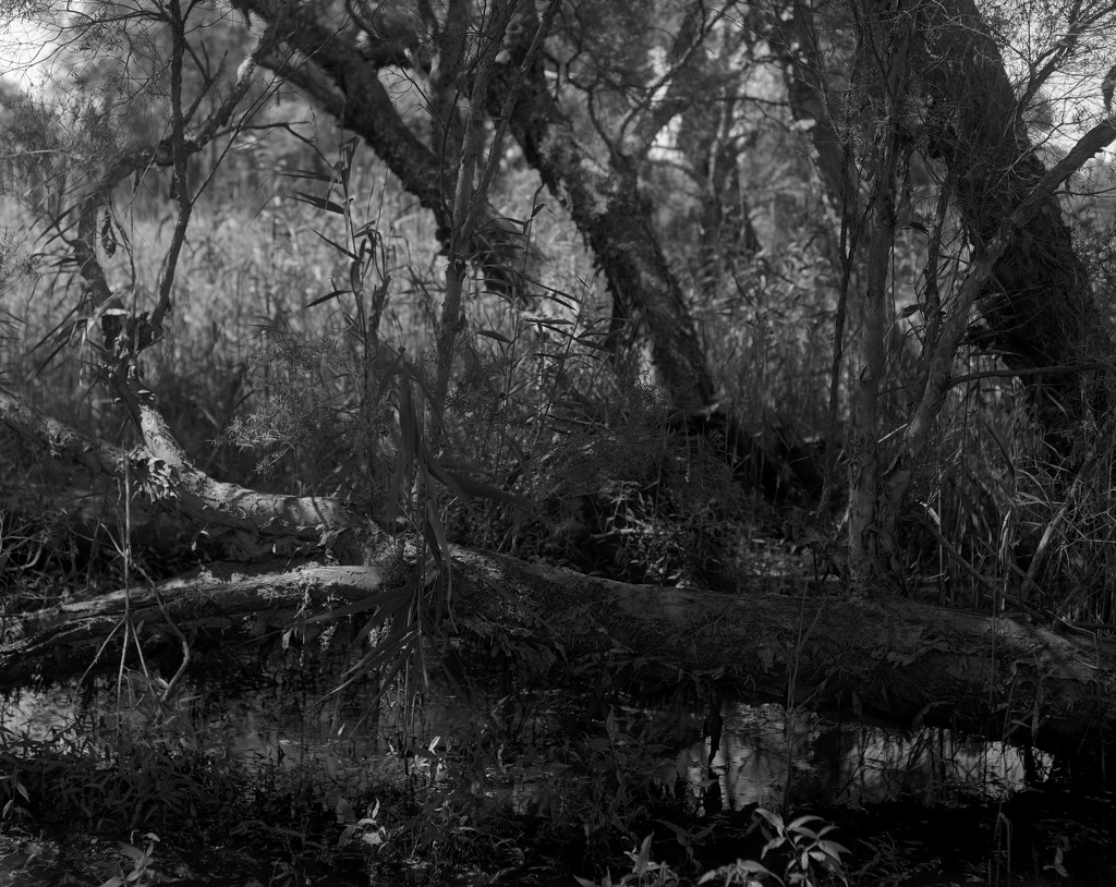 Paperbark swamp by peterdegraaff