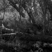 Paperbark swamp by peterdegraaff