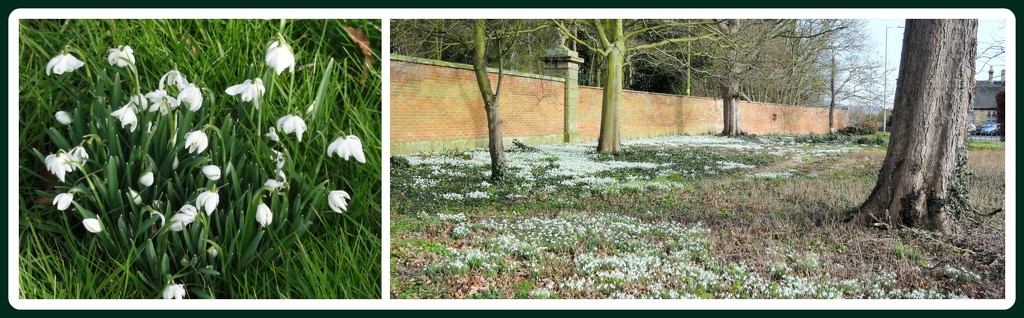 Snowdrops galore  by beryl