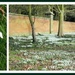 Snowdrops galore  by beryl