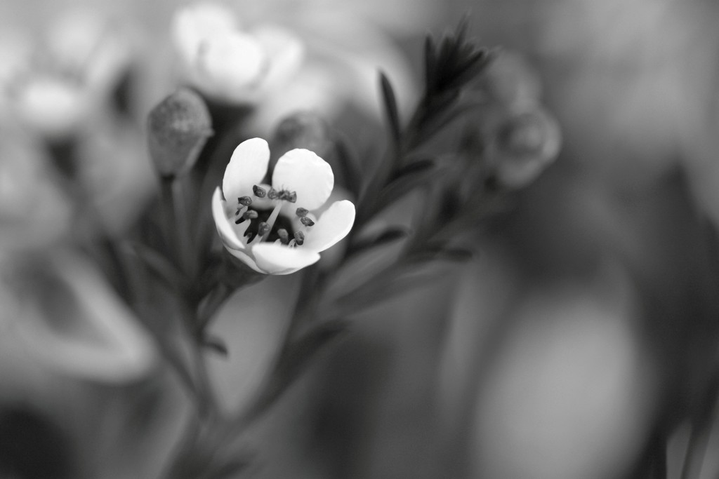 white flowers in bw by ziggy77