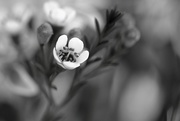 18th Feb 2016 - white flowers in bw