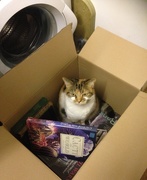 18th Feb 2016 - Cat in the box. 