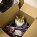 Cat in the box.  by denidouble