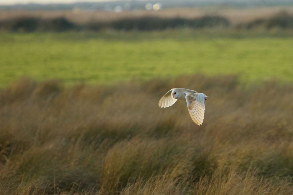 Barn Owl in flight by padlock
