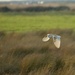 Barn Owl in flight by padlock
