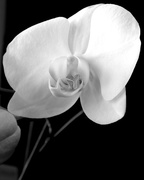 18th Feb 2016 - White Orchid