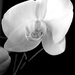 White Orchid by daisymiller