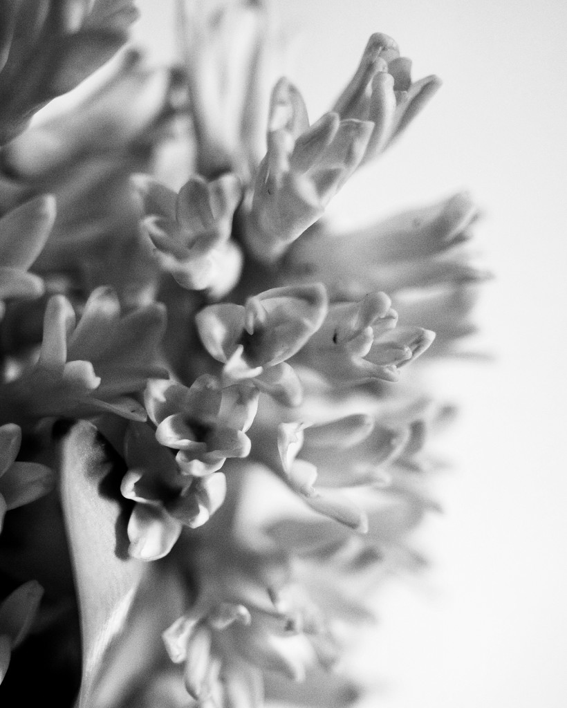 Hyacinths by cristinaledesma33