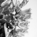 Hyacinths by cristinaledesma33