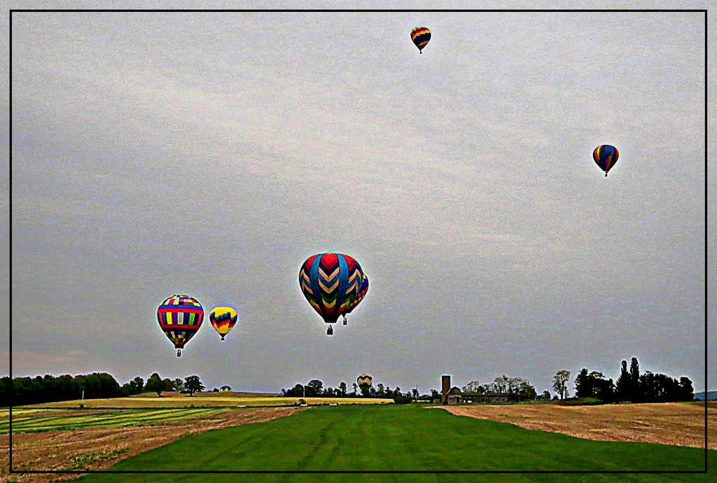 Balloons A-field by olivetreeann