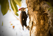 18th Feb 2016 - Pileated Woodpecker