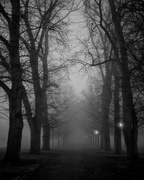 18th Feb 2016 - Trees in the Fog