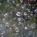 Cobweb Drops by marguerita