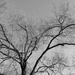 Water Oak by ingrid01