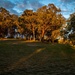 Sun setting on the gum trees by pusspup