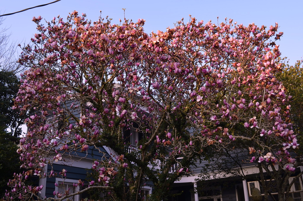 A Japanese magnolia in bloom a couple of weeks early this year.  This is usually the first tree or shrub to bloom in late Winter/early Spring. by congaree