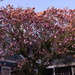 A Japanese magnolia in bloom a couple of weeks early this year.  This is usually the first tree or shrub to bloom in late Winter/early Spring. by congaree