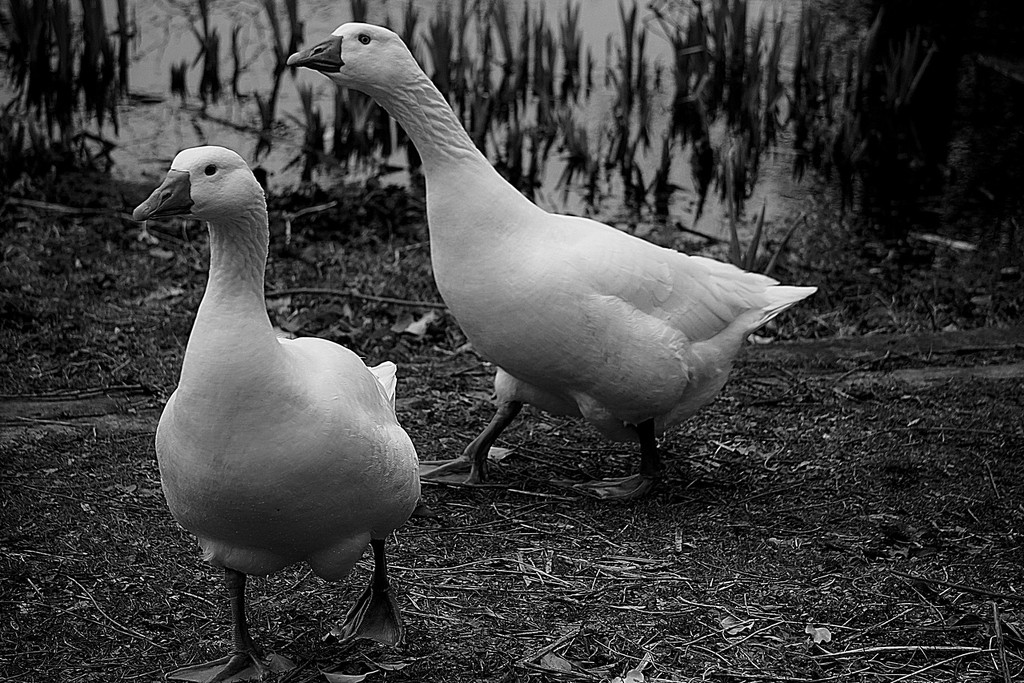 homage to geese by quietpurplehaze