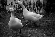 19th Feb 2016 - homage to geese