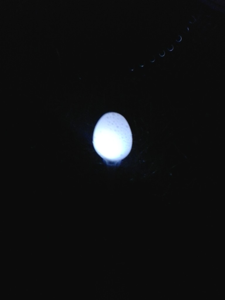 Alien egg. by ivm