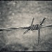 Barbed by salza