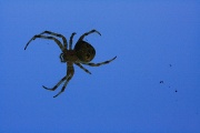 9th Nov 2010 - Spider