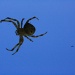 Spider by belucha