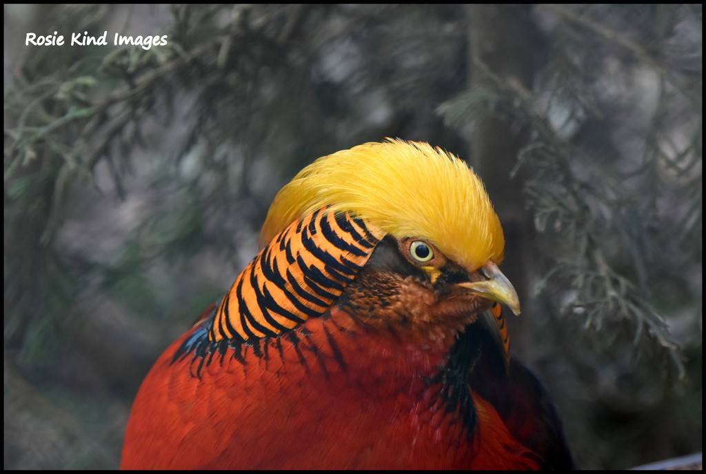 Golden Pheasant   by rosiekind