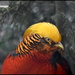 Golden Pheasant   by rosiekind